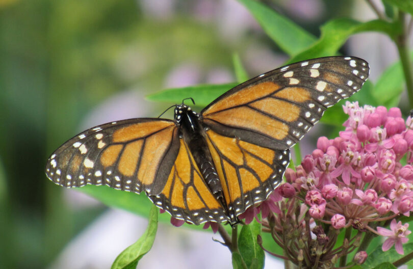 A monarch butterfly is shown perched on a plant with its wings spread.