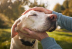 An older yellow lab gets his face stroked by his owner.