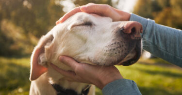 An older yellow lab gets his face stroked by his owner.