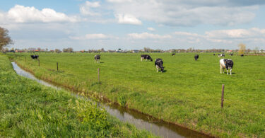 Black and white cows graze in an agricultural field by a stream on a blue sky day.
