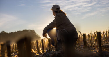 Adult woman with long blond hair tied in a ponytail,wearing a cap,kneeling inside of a stubble field with cut corn plants in the evening,looking at the beautiful sunset at the horizon,sunbeam low angle side view with backlight
