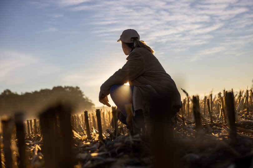 Adult woman with long blond hair tied in a ponytail,wearing a cap,kneeling inside of a stubble field with cut corn plants in the evening,looking at the beautiful sunset at the horizon,sunbeam low angle side view with backlight