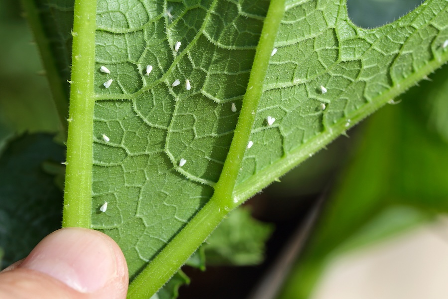 CAES researchers secure $4 million to tackle silverleaf whitefly problem
