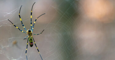 A large black-blue and yellow spider is shown hanging in a web in front of a blurred background.