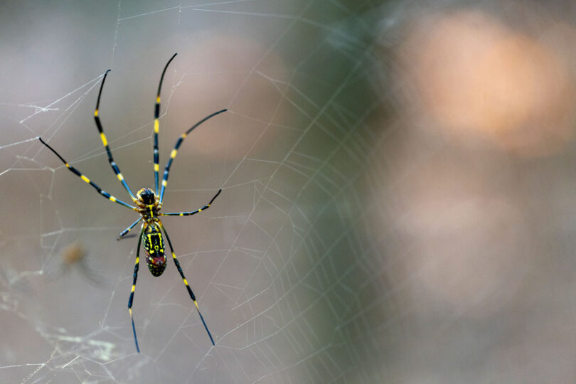 A large black-blue and yellow spider is shown hanging in a web in front of a blurred background.