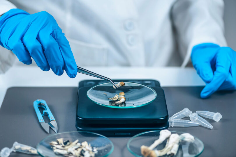 A researcher in blue gloves uses tongs to move psychedelic mushrooms onto a dish in a lab.