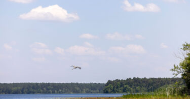 A heron flys over a body of water on a pretty day.