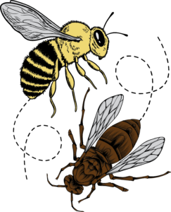 Cartoon image of a bee and a wasp flying around each other.