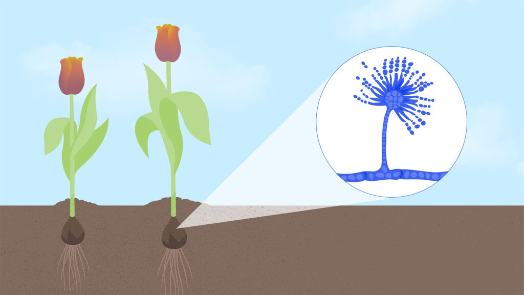 The illustration shows two tulips planted in soil and fungi found on the flower bulbs.