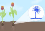 An illustration shows two tulips planted in soil with a focus on the fungus found in the flower's bulb.
