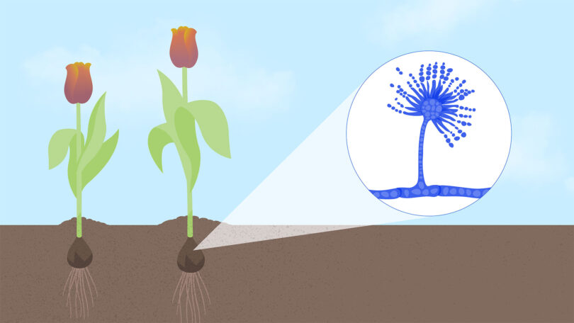 An illustration shows two tulips planted in soil with a focus on the fungus found in the flower's bulb.