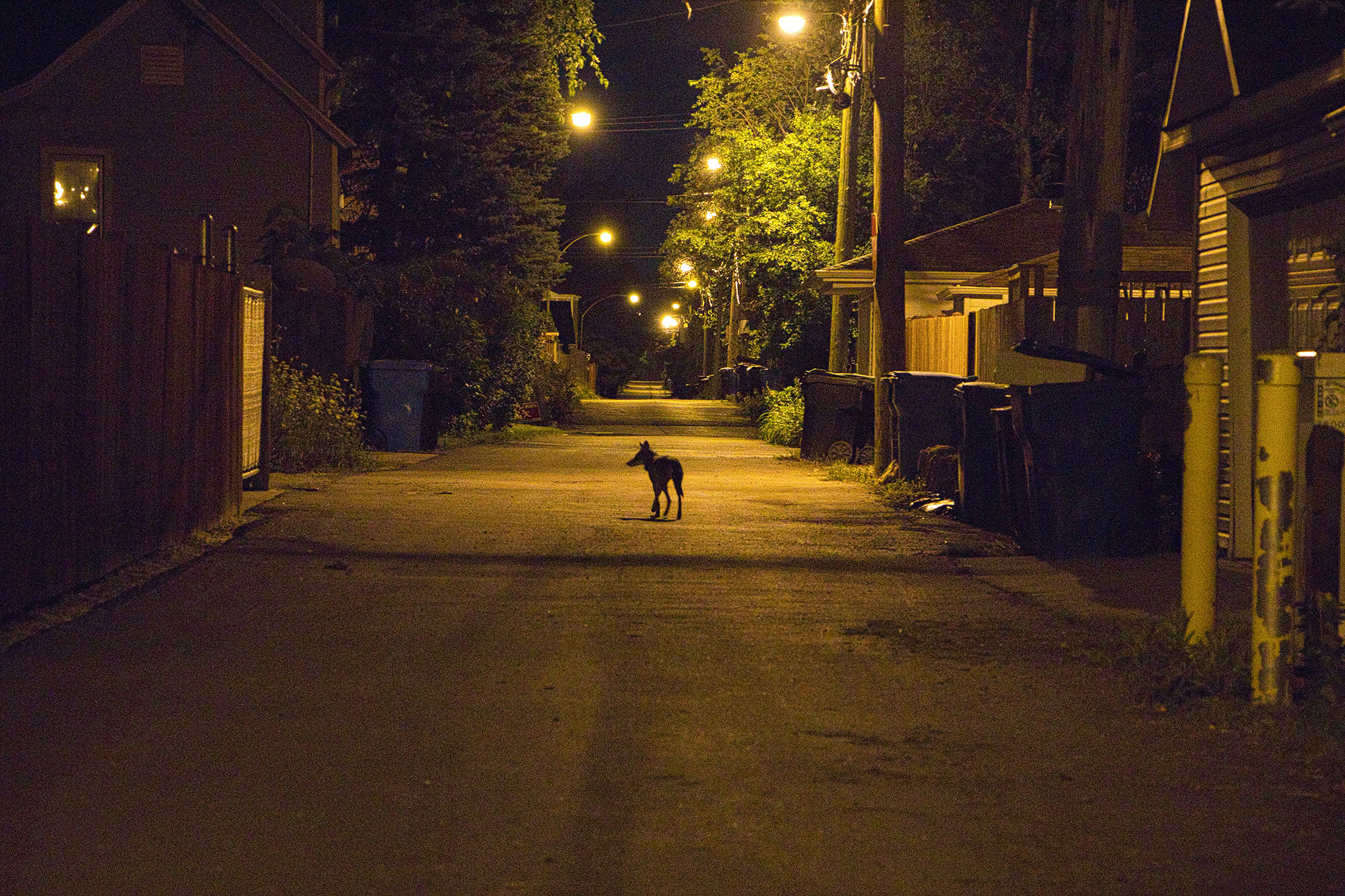 A coyote is shown walking in an alleyway lit by streetlights.