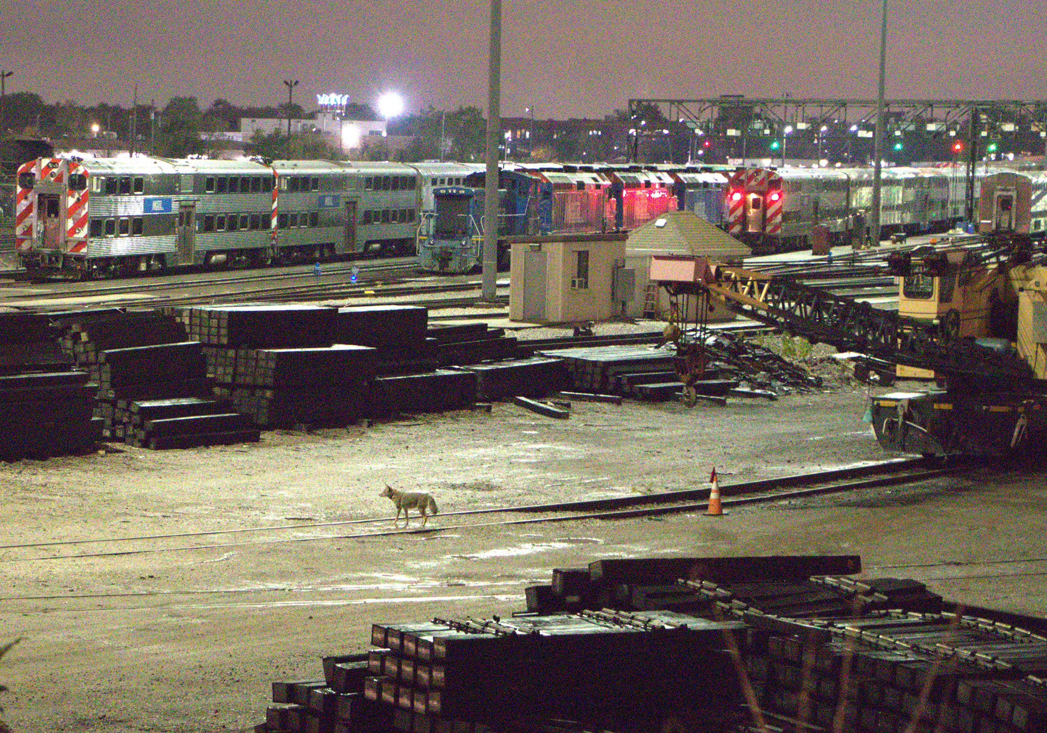 A coyote walks through a train yard during the evening hours.