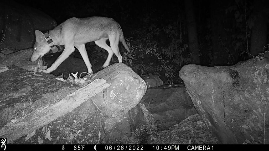 A trail camera catches a coyote in the woods at night.