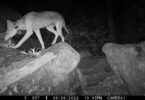 A trail camera catches a coyote in the woods at night.