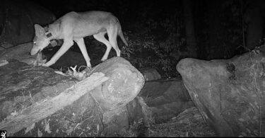 A trail camera catches a coyote in the woods at night.