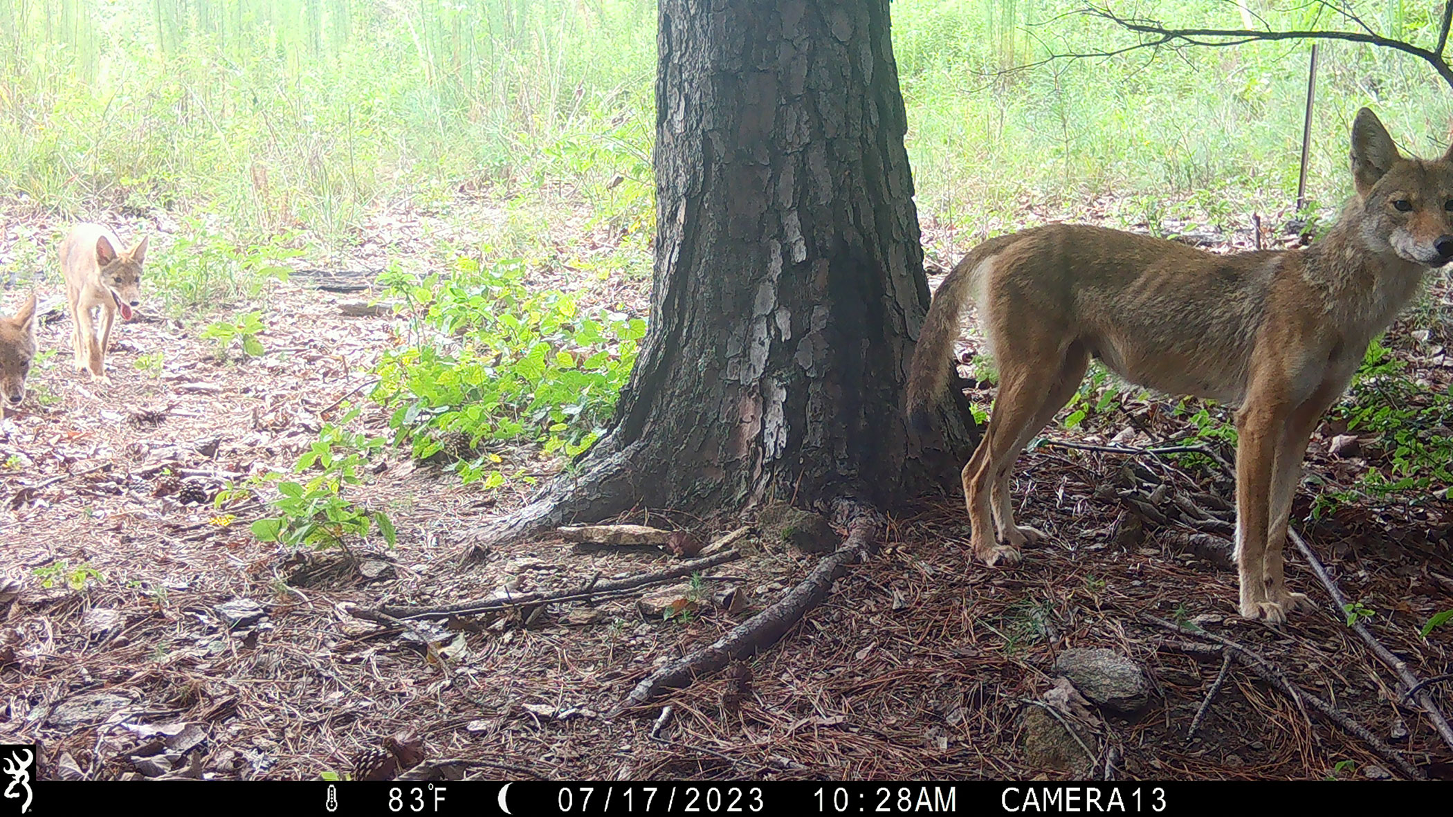 A coyote is pictured with her pups in a wooded area.