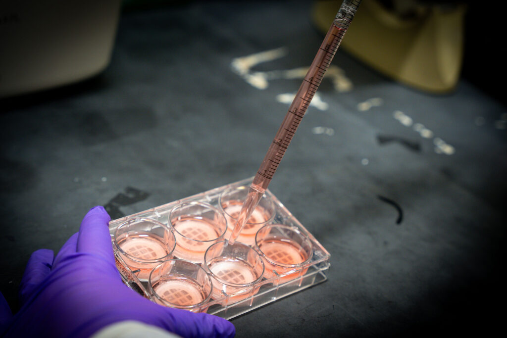 A gloved hand uses a pipette to fill a cell culture plate.