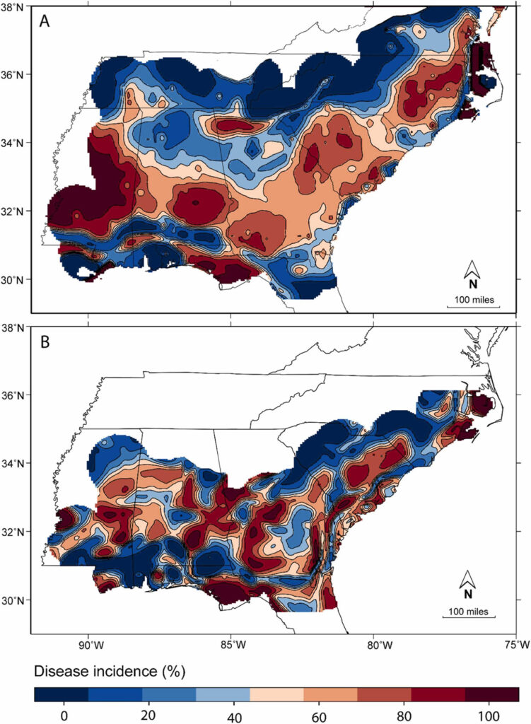 A predicted hazard map of fusiform rust disease in loblolly pine trees.