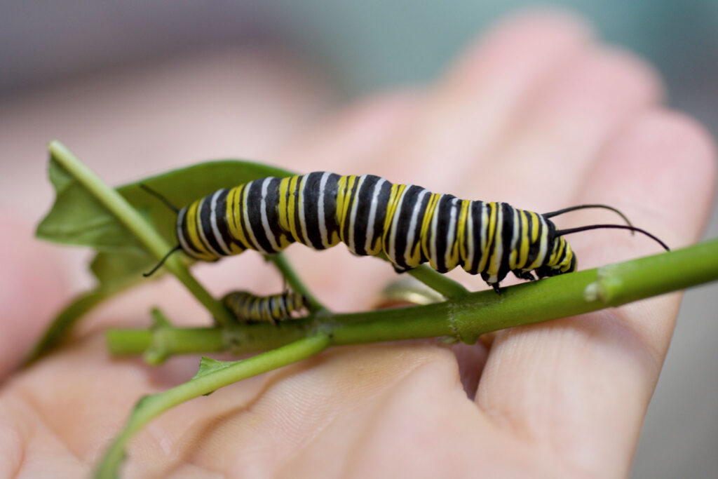 A black, white and yellow striped monarch butterfly caterpillar crawls across a small branch in the palm of someone's hand.