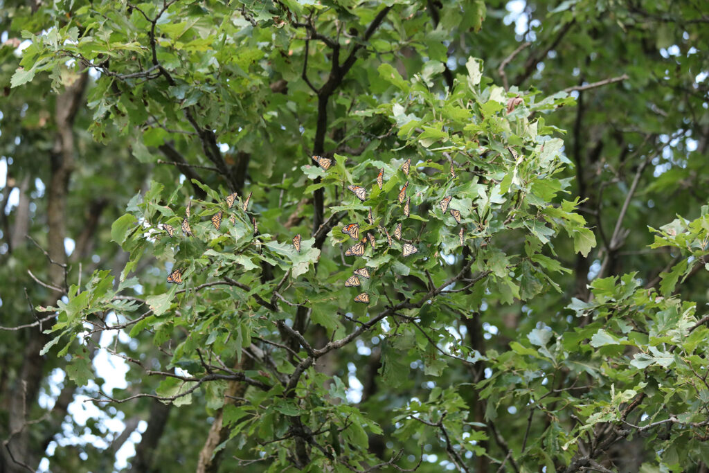 A roost of monarch butterflies perch on a tree branch.