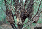 A deformed loblolly pine tree shows evidence of having fusiform rust disease.