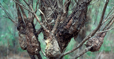 A deformed loblolly pine tree shows evidence of having fusiform rust disease.