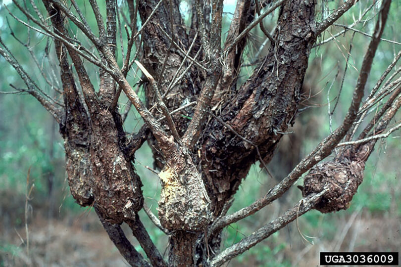 A deformed loblolly pine tree shows evidence of having fusiform rust disease.