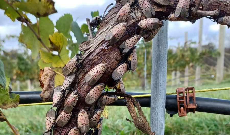 CAES combats invasive spotted lanternfly