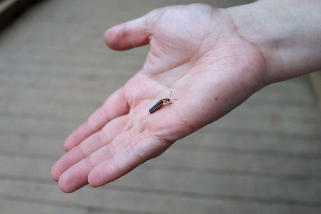 Rare firefly identified in UGA’s State Botanical Garden