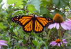 An orange and black monarch butterfly is shown among flowers in a garden.