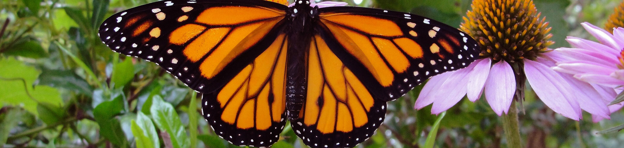 An orange and black monarch butterfly is shown among flowers in a garden.