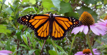 An orange and black monarch butterfly is shown among flowers in a garden.