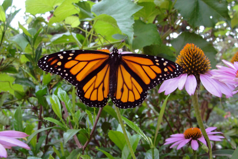 An orange and black monarch butterfly is shown among flowers in a garden.