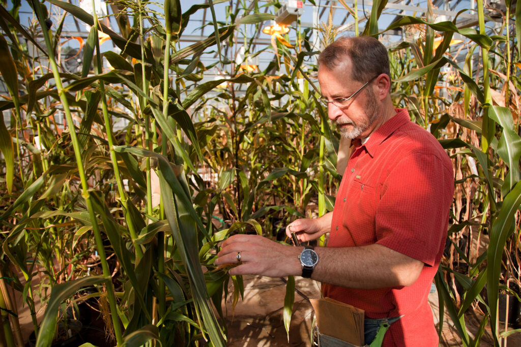 Corn researcher Kelly Dawe is shown in a corn field. Dawe recently received a grant to investigate connections between corn and cancer.