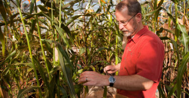 Corn researcher Kelly Dawe is shown in a corn field. Dawe recently received a grant to investigate connections between corn and cancer.