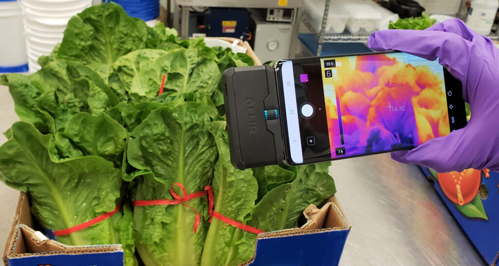 A researcher uses a phone with thermal imaging to monitor lettuce temperature.