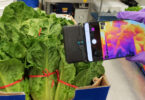 A researcher uses a phone with thermal imaging to monitor lettuce temperature.