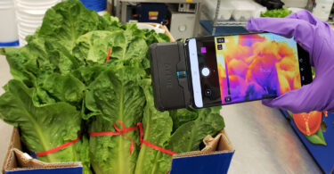 A researcher uses a phone with thermal imaging to monitor lettuce temperature.