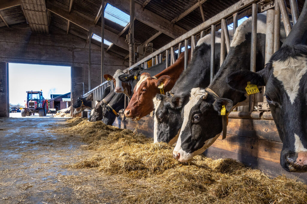 A line of cattle is shown eating hay in a barn