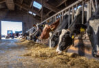 A line of cattle is shown eating hay in a barn