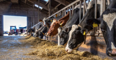 A line of cattle is shown eating hay in a barn