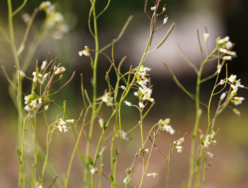 An image of the plant thale cress.