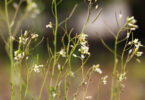 An image of the plant thale cress.