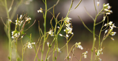 An image of the plant thale cress.