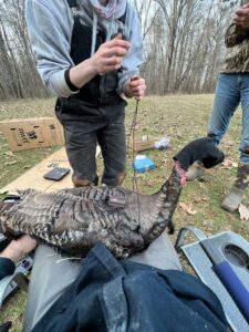 turkey with covered head gets tracker put on him in the woods