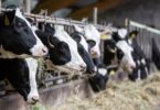 Cows line up at the feeding table in a dairy barn.