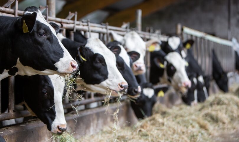 Cows line up at the feeding table in a dairy barn.