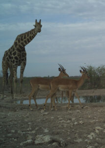 Camera trap photo of mammals visiting a waterhole. (Submitted photo)