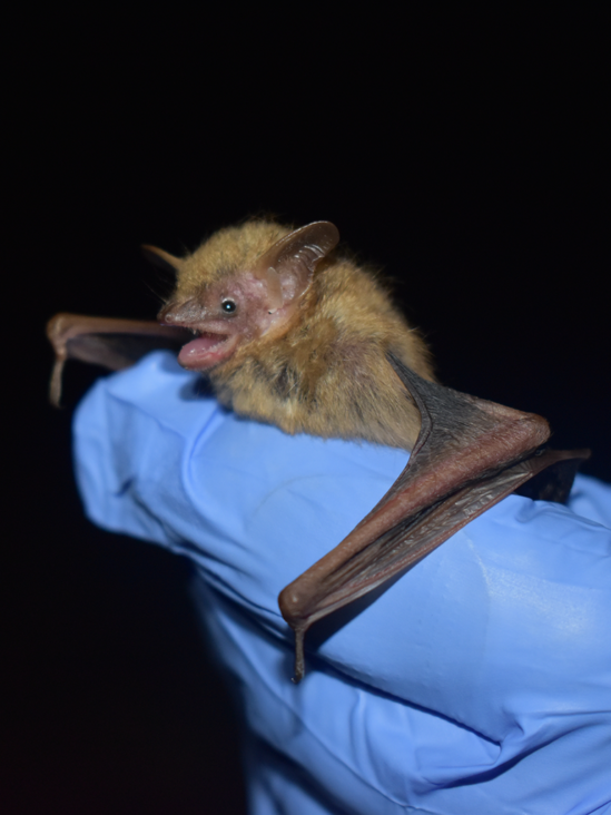 UGA researchers study tricolored bat (Perimyotis subflavus) species to understand winter diet changes in working southeastern U.S. forest. 